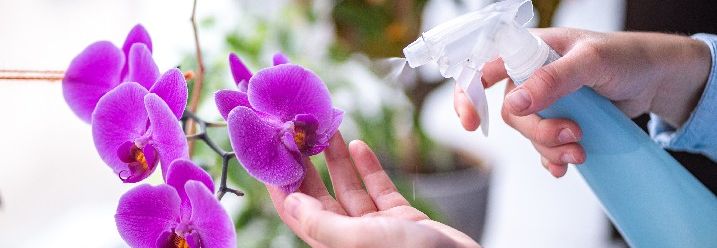 Orchidee wird mit Wasser besprüht